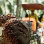 Attachment for Harga TBS Kelapa Sawit Terkini: Kunci Untung Petani di Tengah Tekanan Global