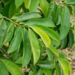 Attachment for Daun Sirsak: Kunci Alami Atasi Gula Darah